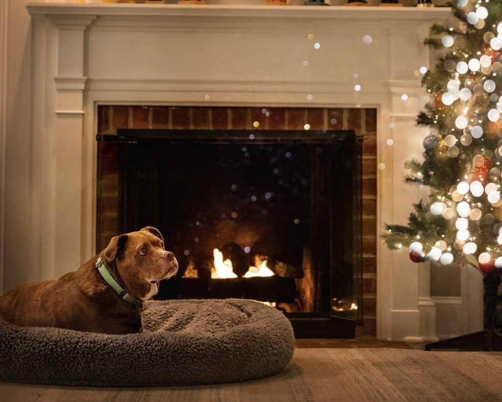 boulder veterinary clinic - pit bull sitting by the fire with a christmas tree